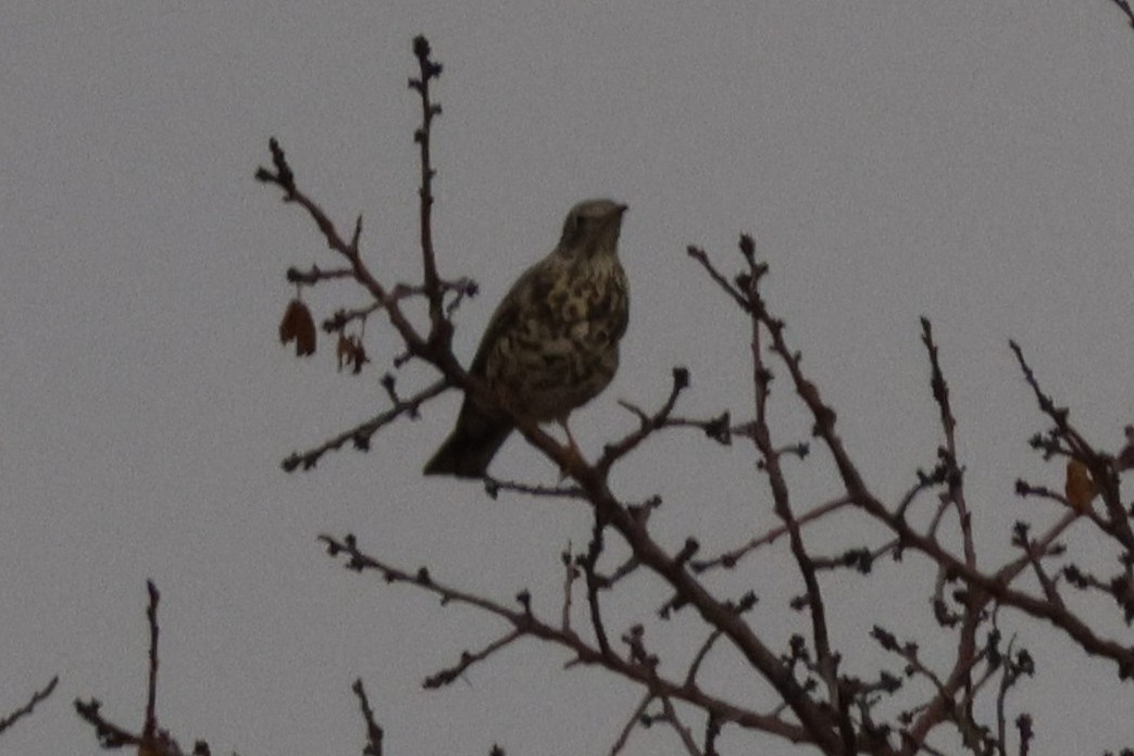 drozd brávník - ML646443898