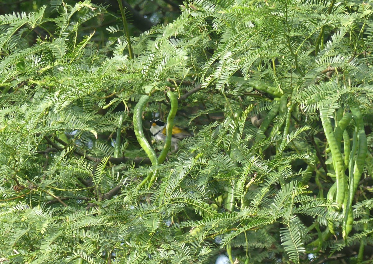 Moss-backed Sparrow - ML646443901