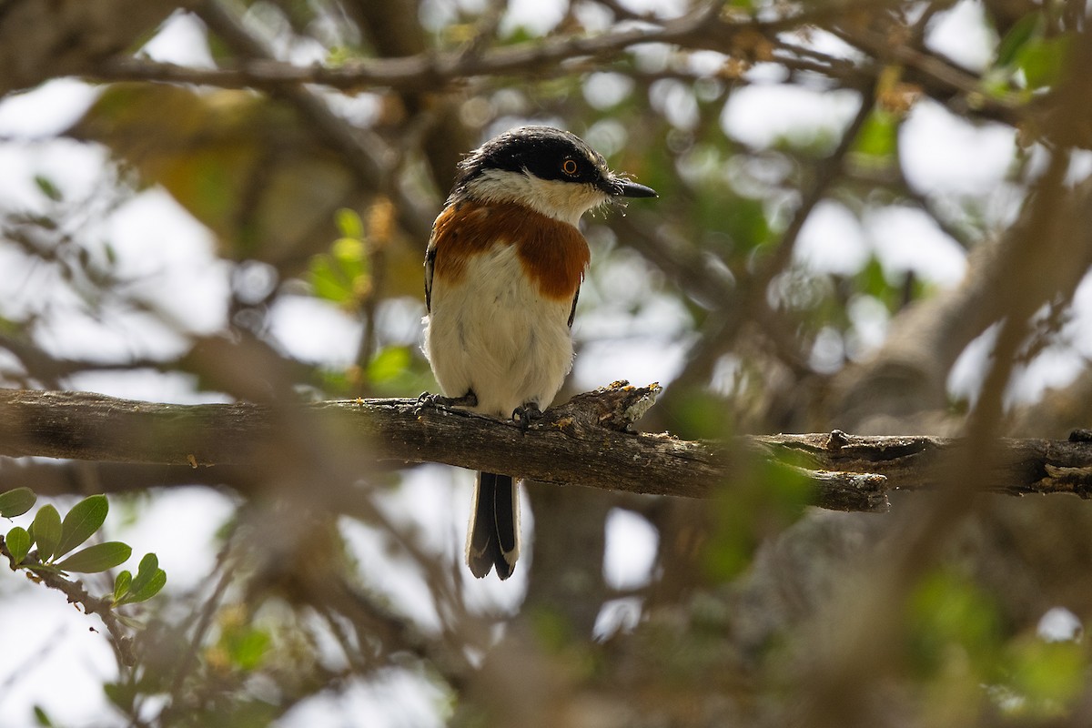 Pygmy Batis - ML646443903