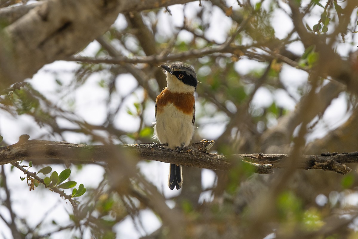 Pygmy Batis - ML646443904