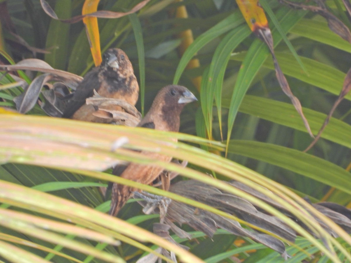 Black-throated Munia - ML646443907