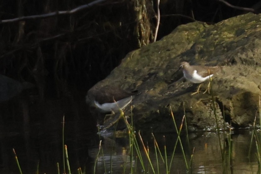 Common Sandpiper - ML646443914