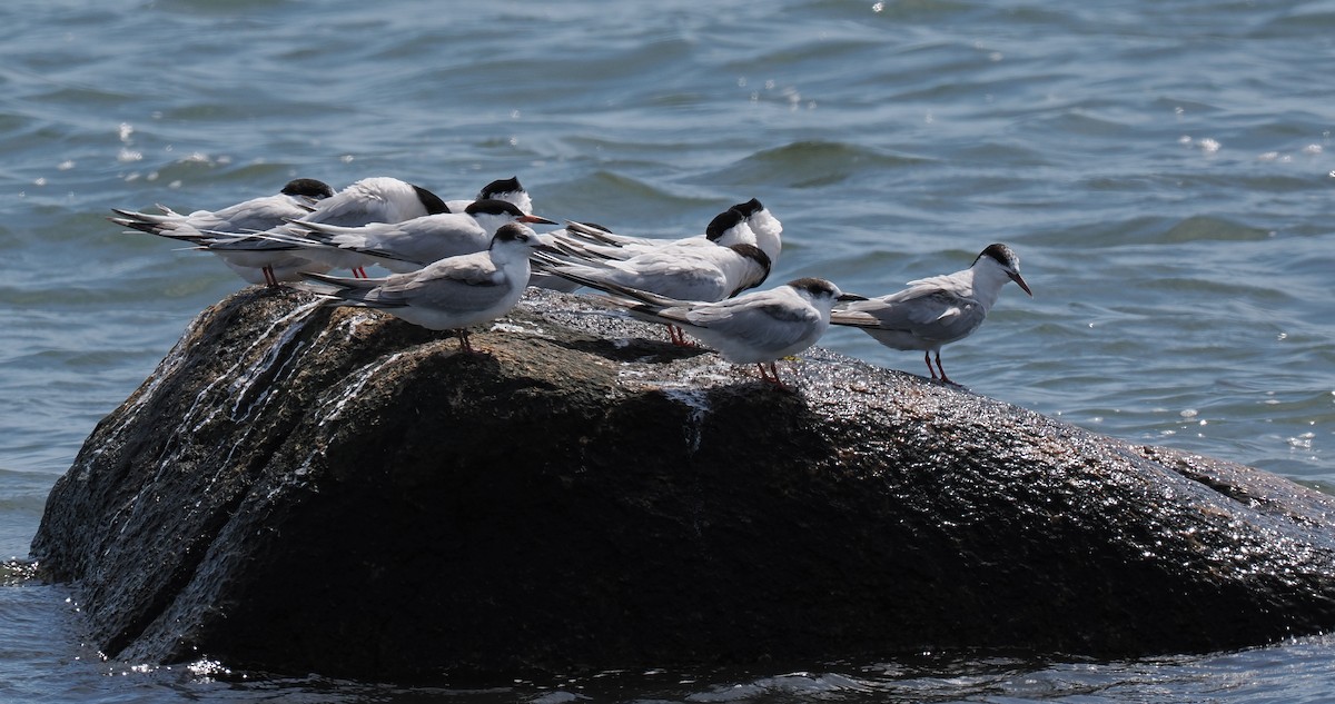 Common Tern - ML646443930