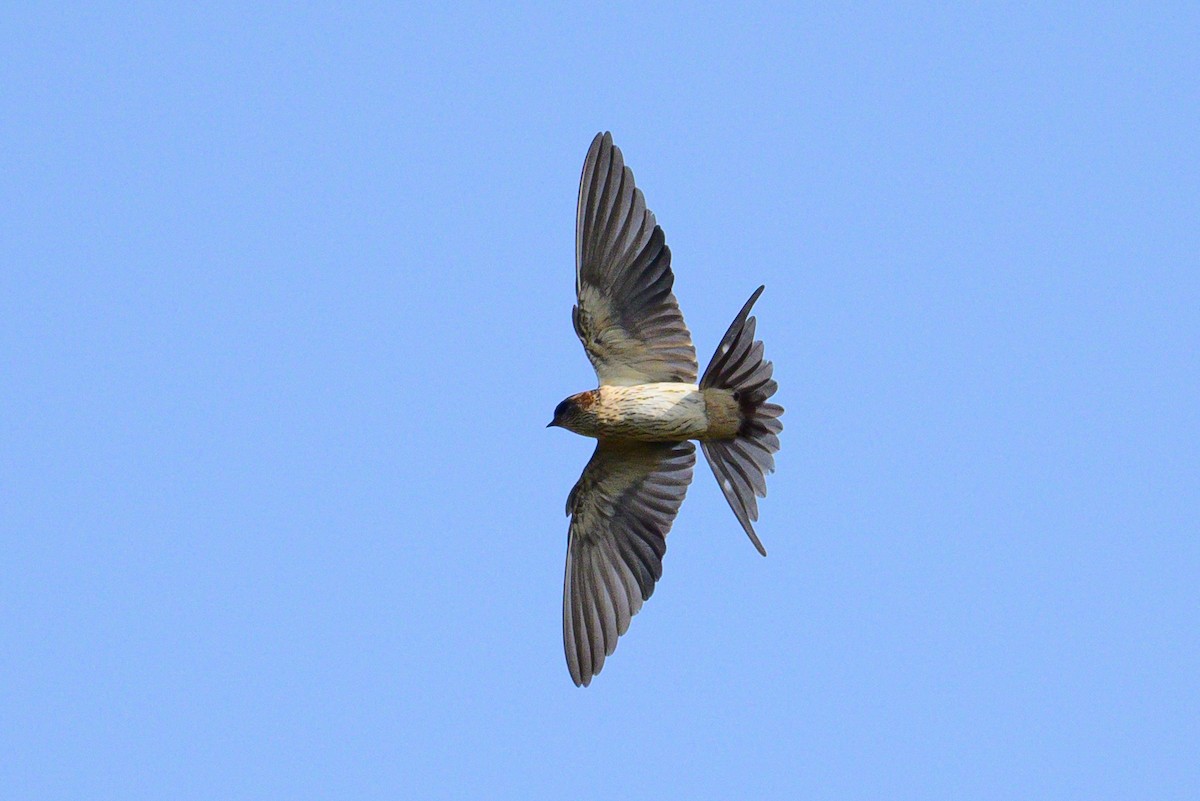 Eastern Red-rumped Swallow - ML646443932