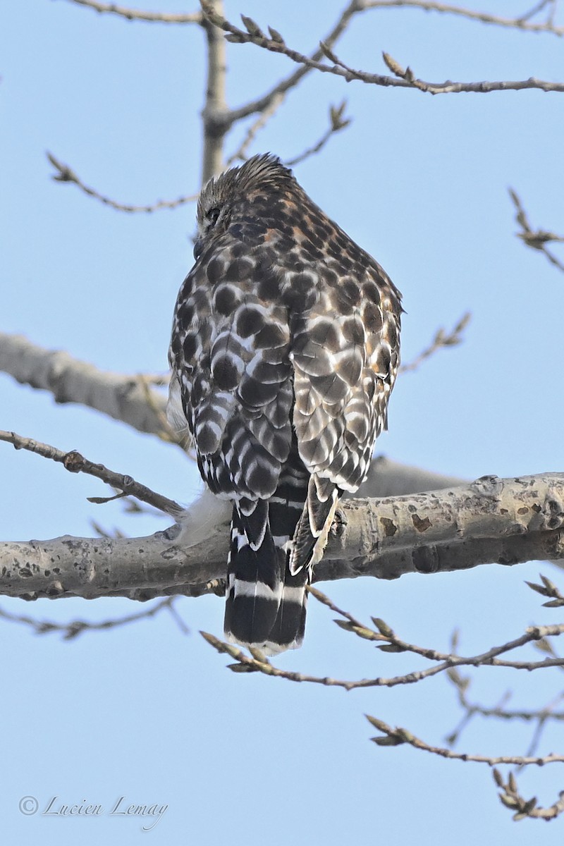 Red-shouldered Hawk - ML646443939