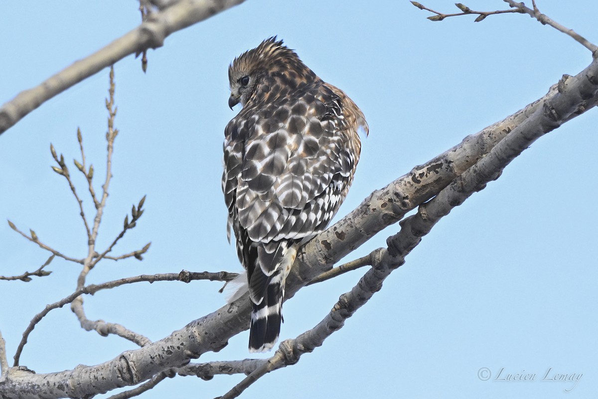Red-shouldered Hawk - ML646443943