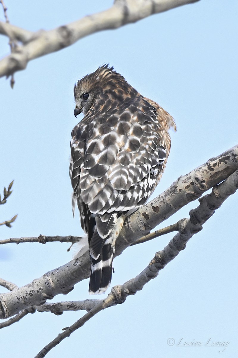 Red-shouldered Hawk - ML646443948