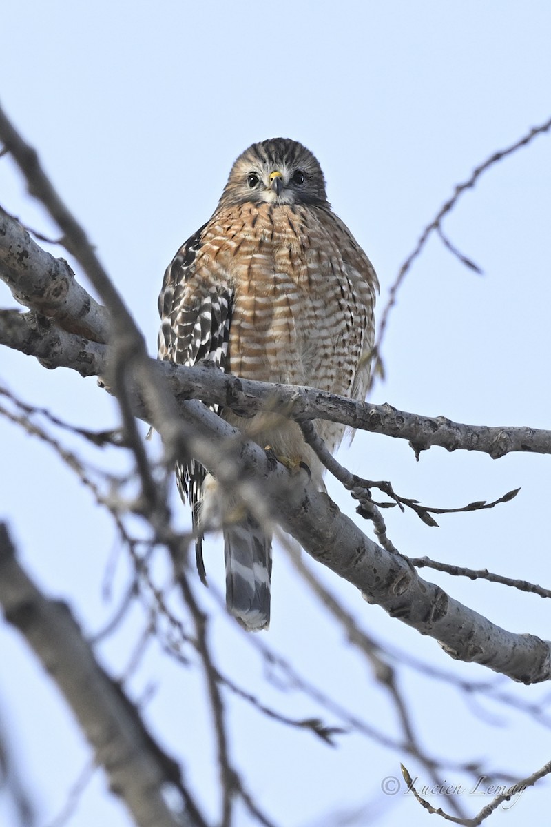 Red-shouldered Hawk - ML646443949