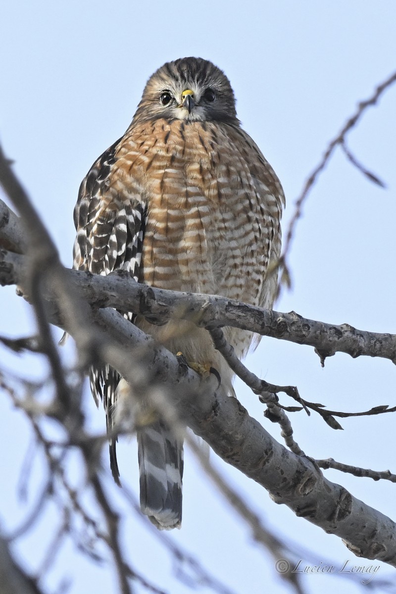 Red-shouldered Hawk - ML646443950