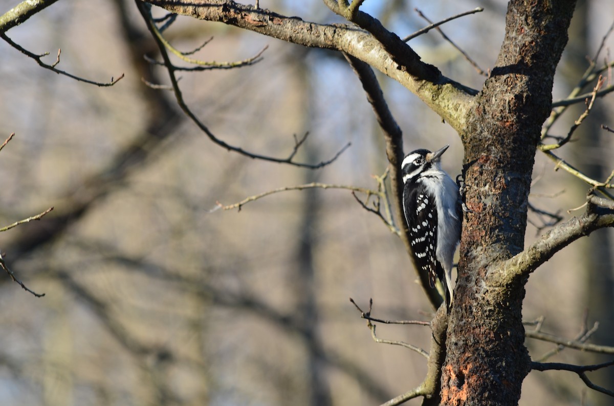 Hairy Woodpecker - ML646443951