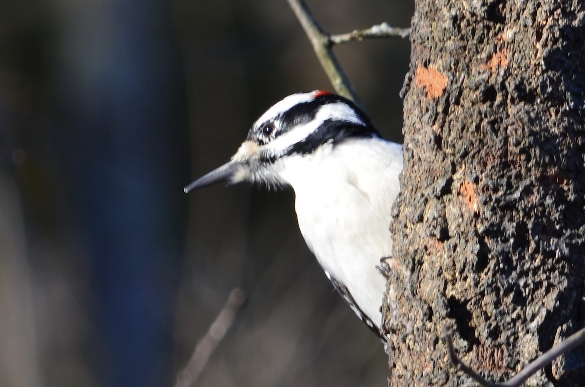 Hairy Woodpecker - ML646443952