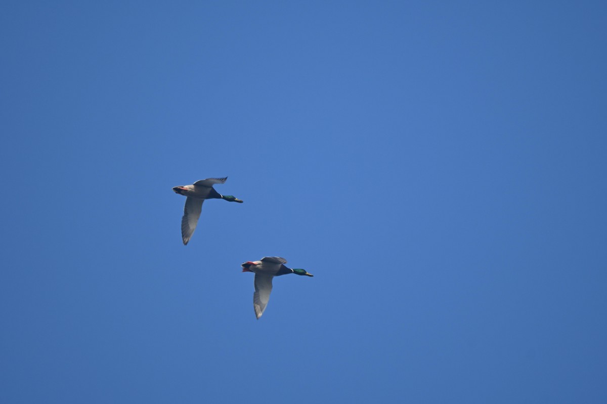 Mallard - ML646443954