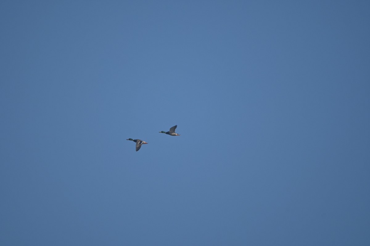 Mallard - ML646443955