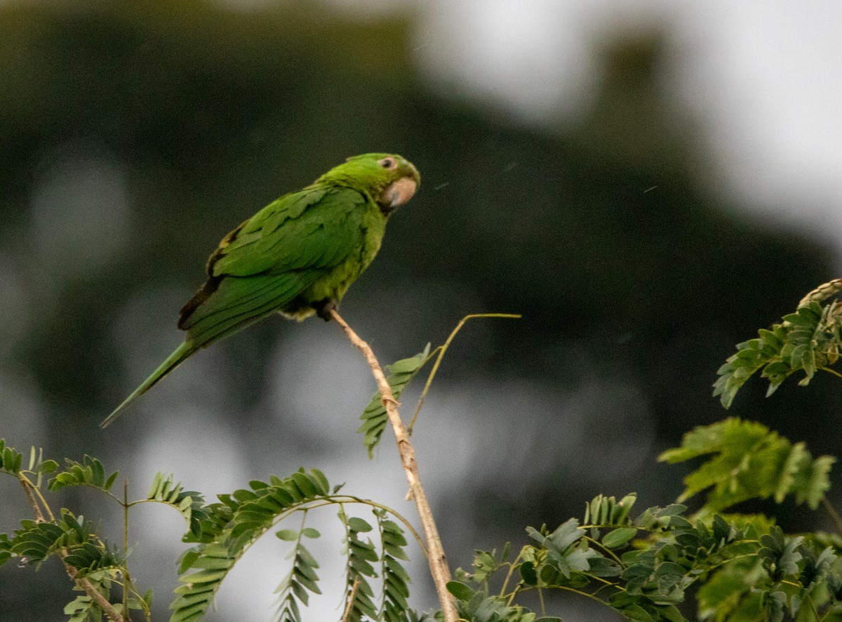 White-eyed Parakeet - ML646443956