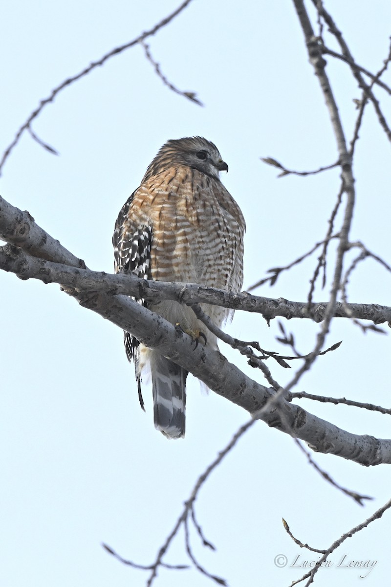 Red-shouldered Hawk - ML646443957