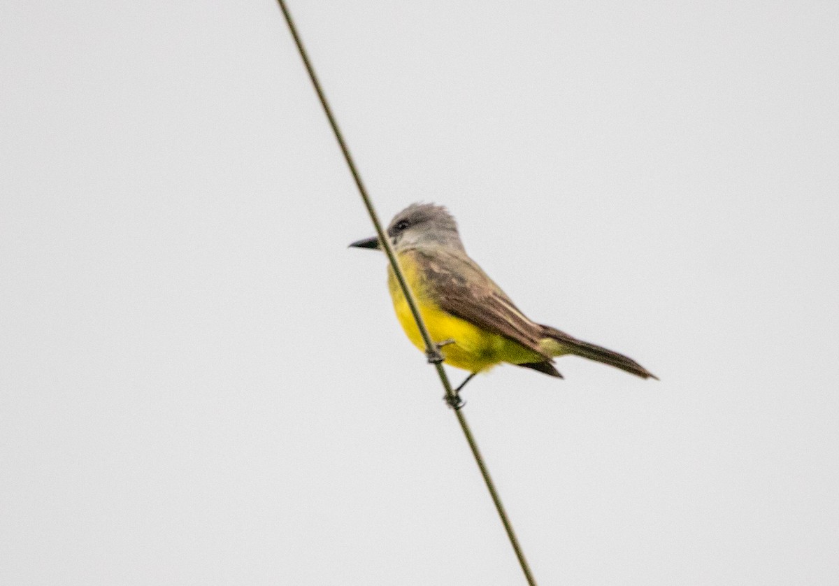Tropical Kingbird - ML646443958