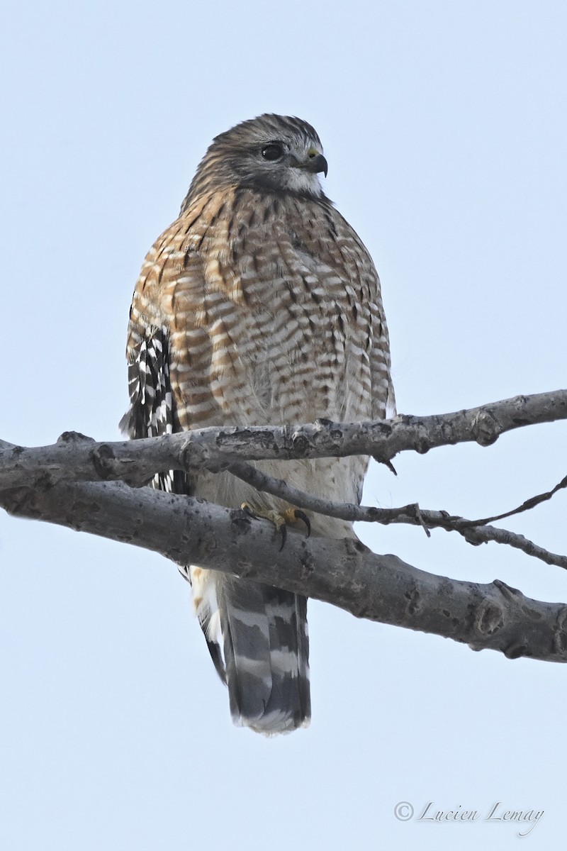 Red-shouldered Hawk - ML646443959