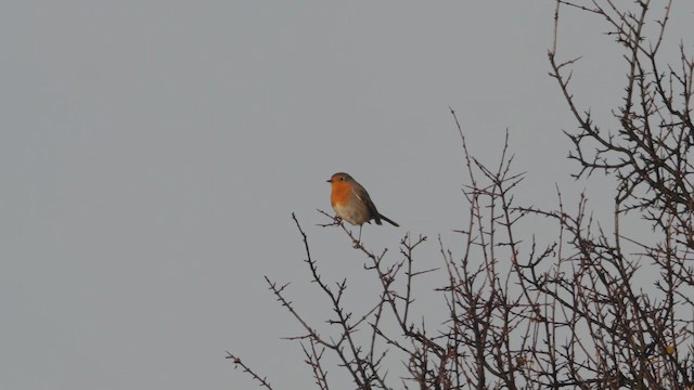 červenka obecná - ML646443960