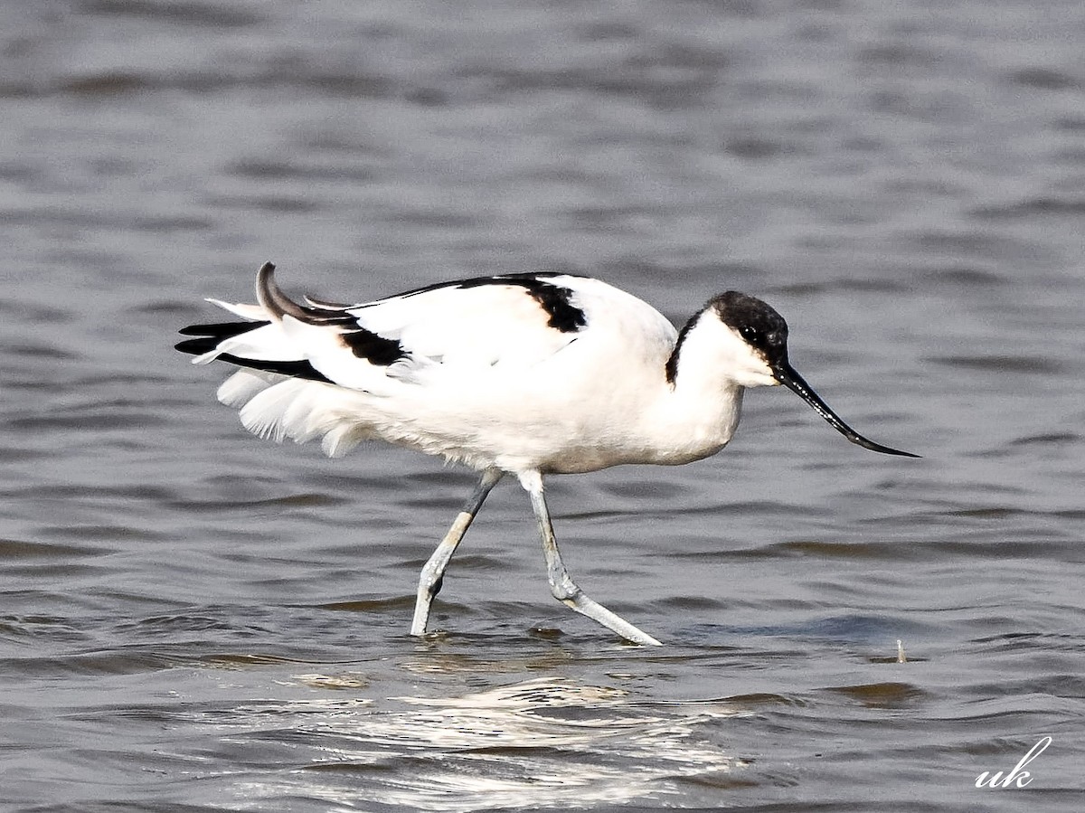 Pied Avocet - ML646443962