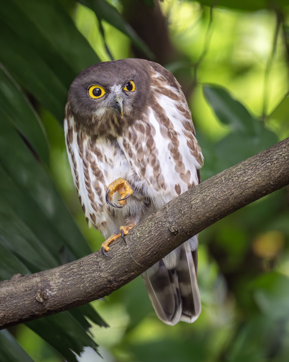 Northern Boobook - ML646443963