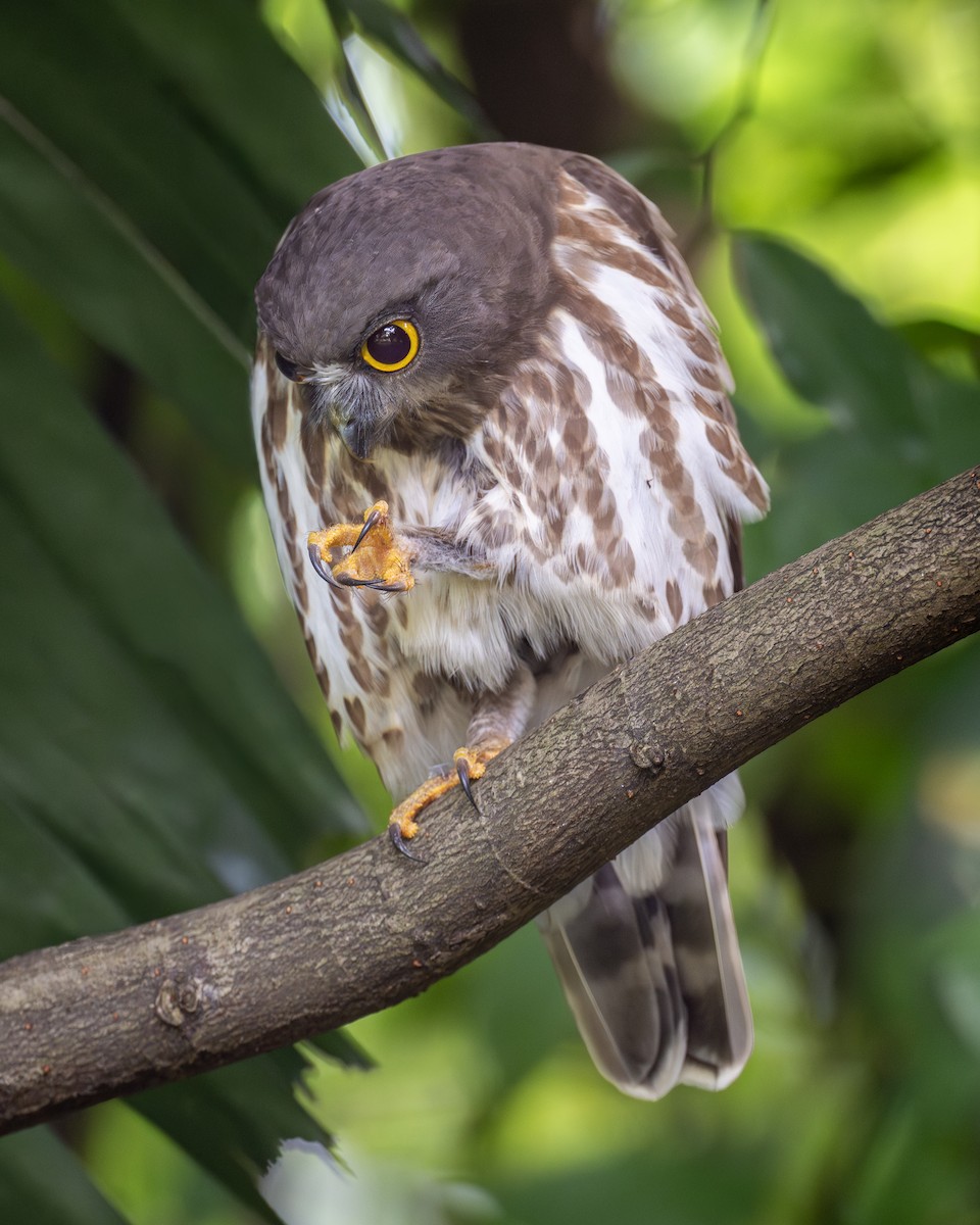 Northern Boobook - ML646443964