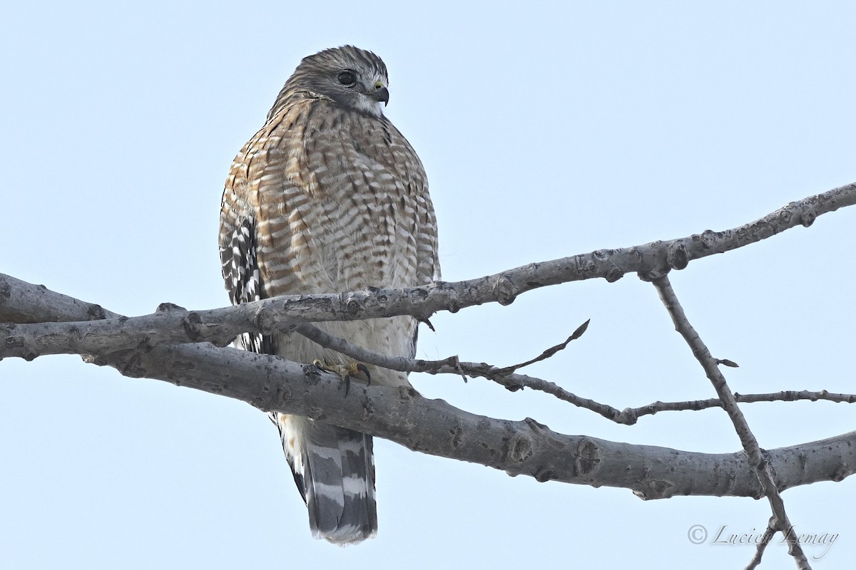 Red-shouldered Hawk - ML646443965