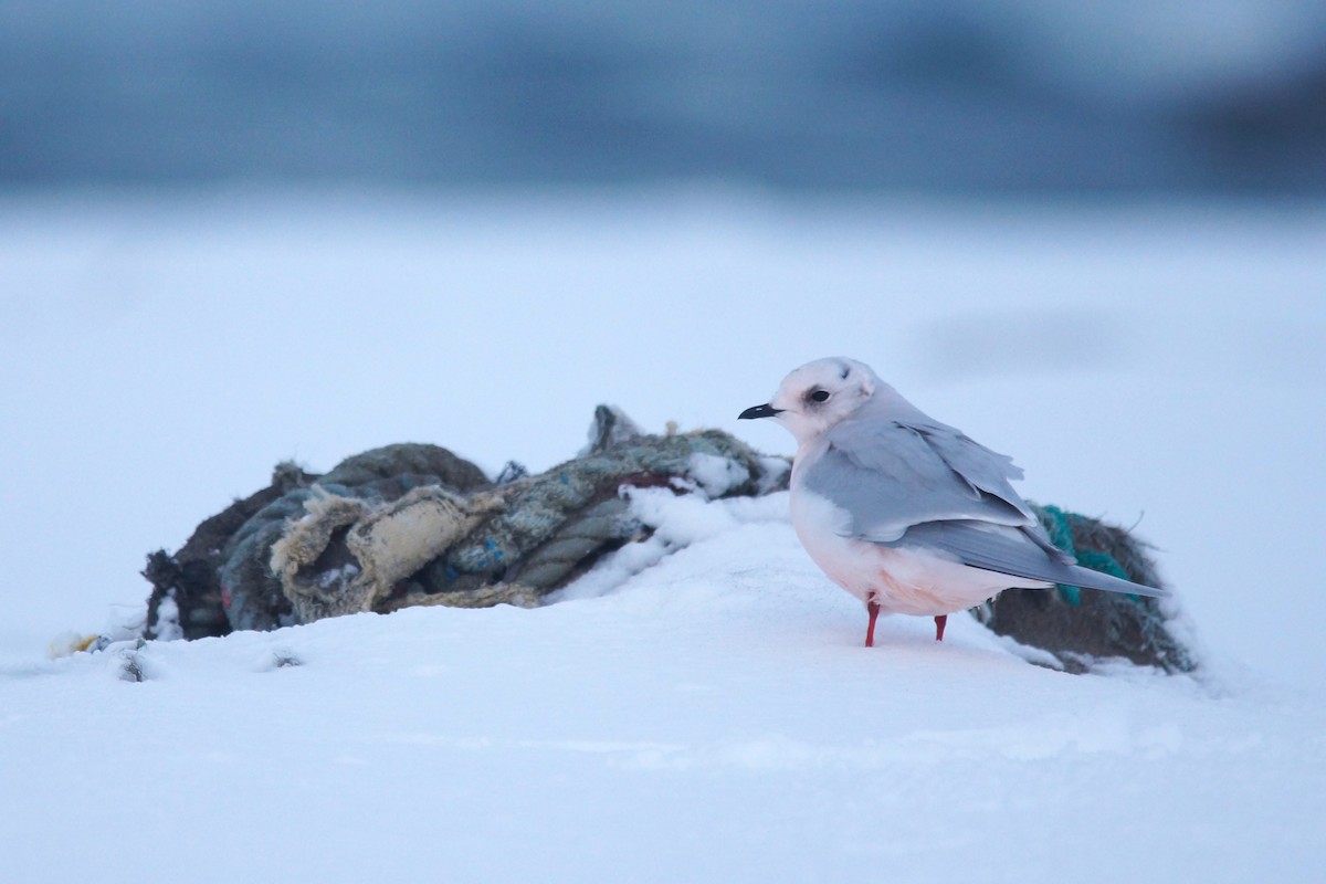 楔尾鷗 - ML646443966