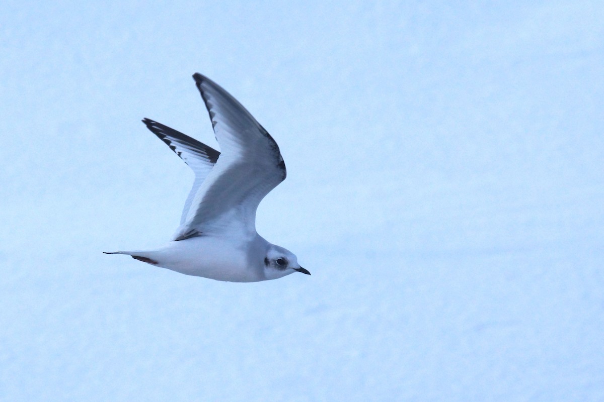 楔尾鷗 - ML646443967