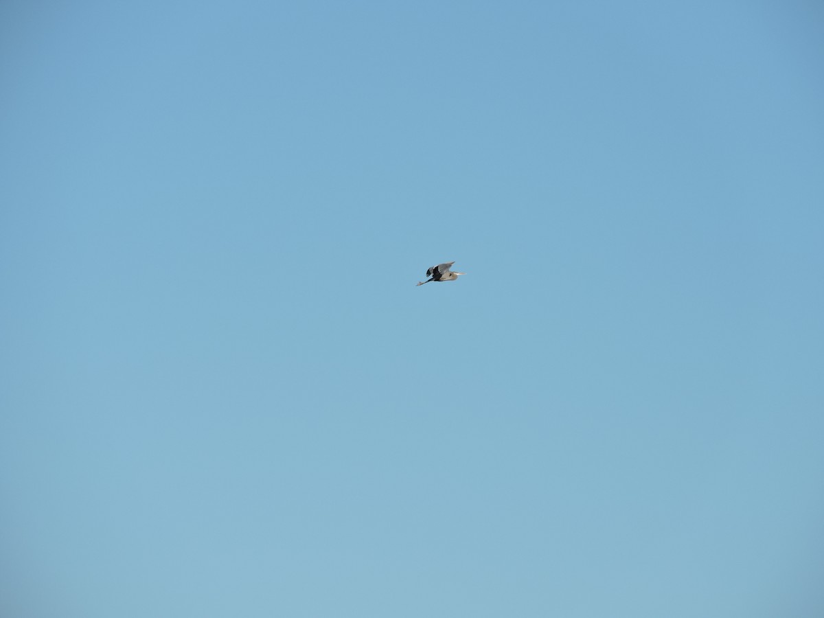 volavka velká - ML646443968