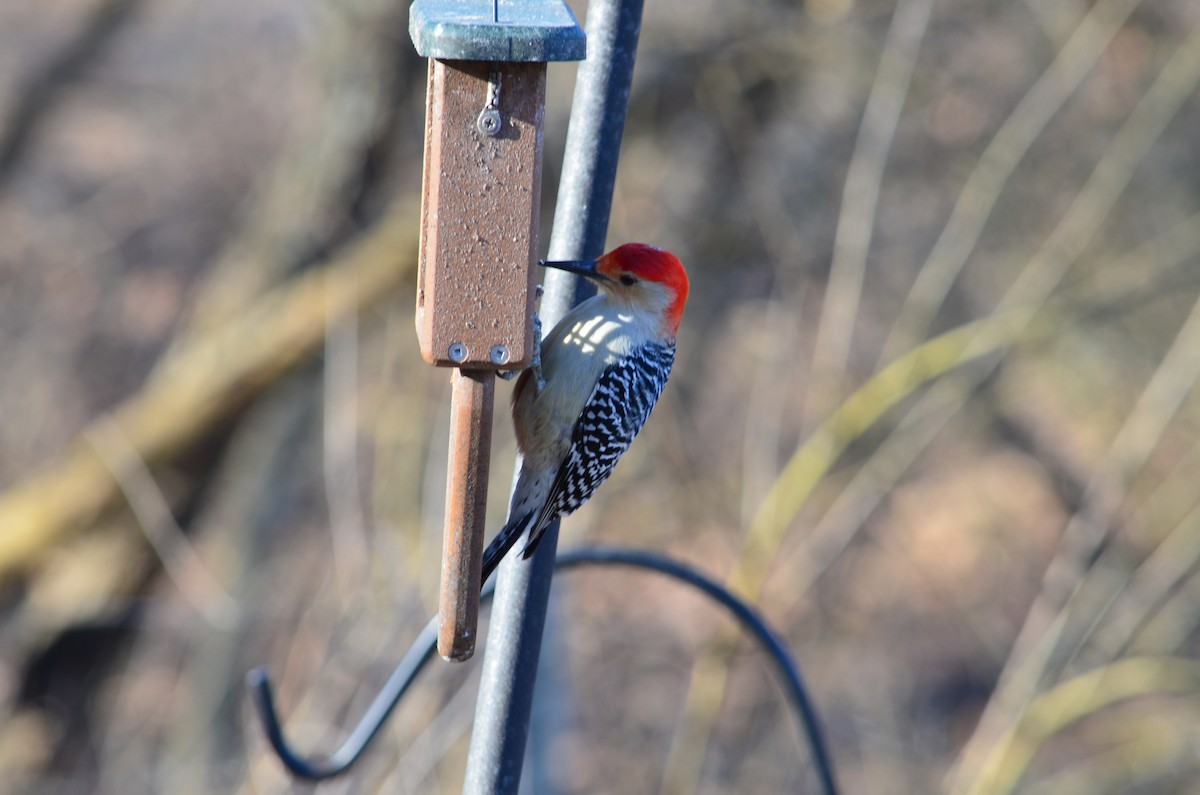 Red-bellied Woodpecker - ML646443969