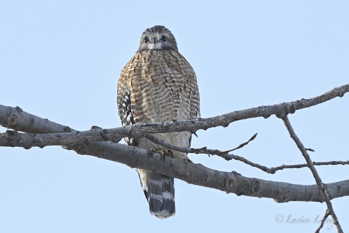 Red-shouldered Hawk - ML646443970