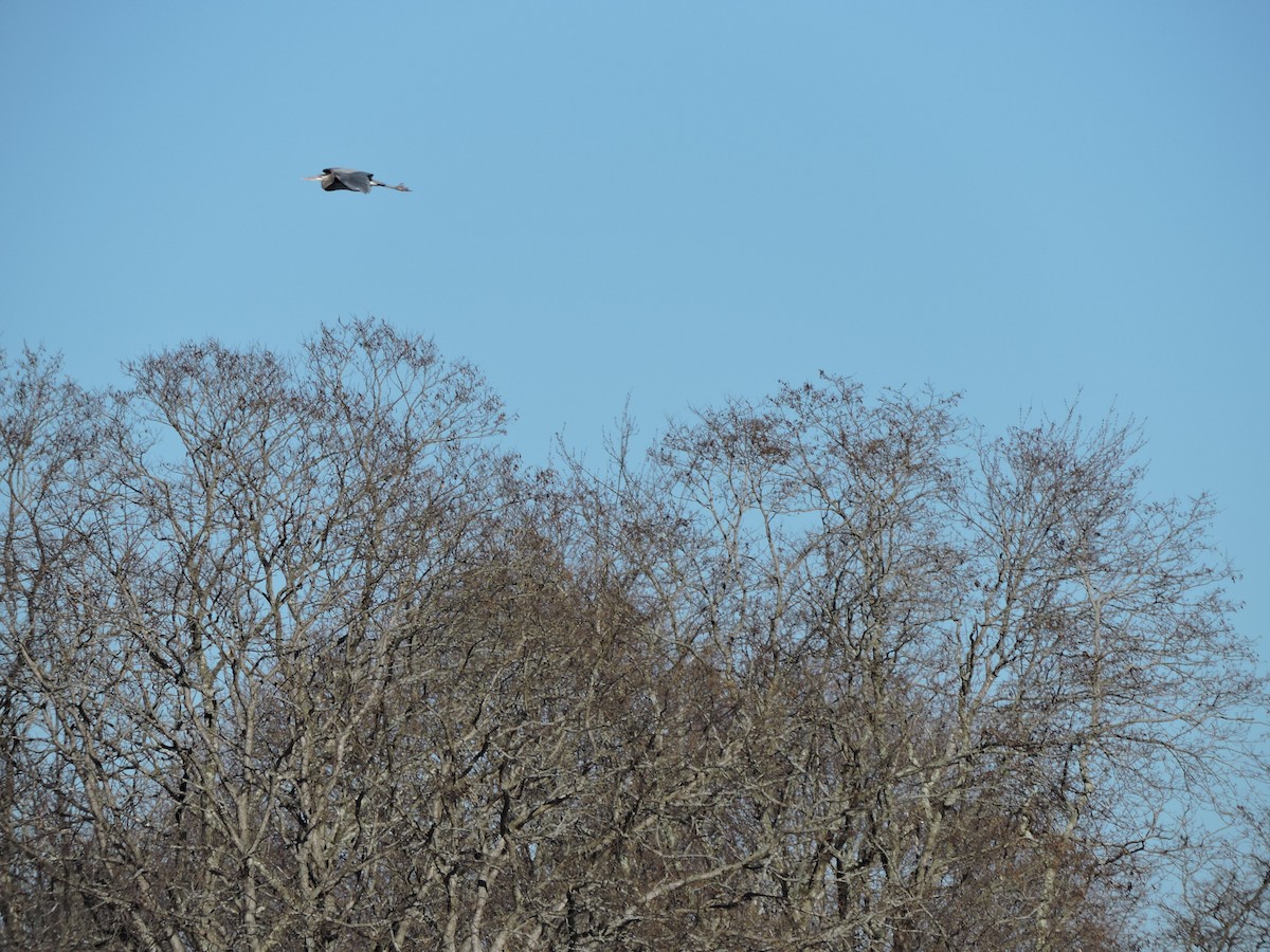 volavka velká - ML646443971