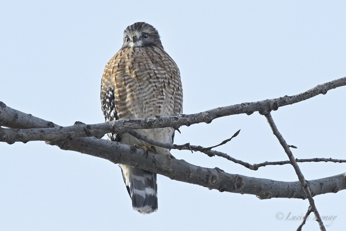 Red-shouldered Hawk - ML646443973