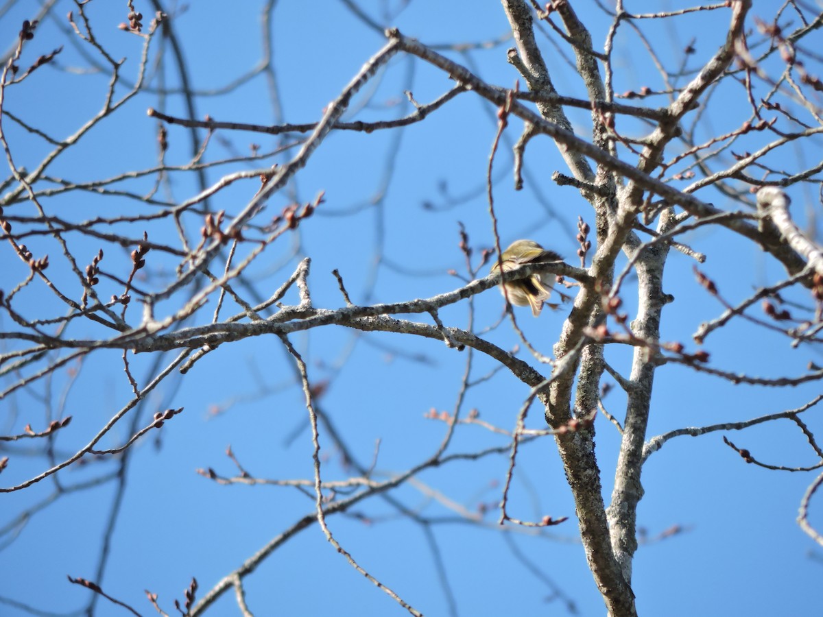 králíček zlatohlavý - ML646443974