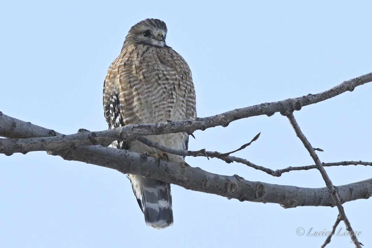 Red-shouldered Hawk - ML646443975