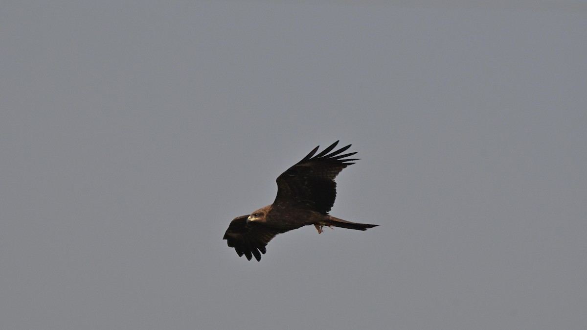 Black Kite - ML646443976