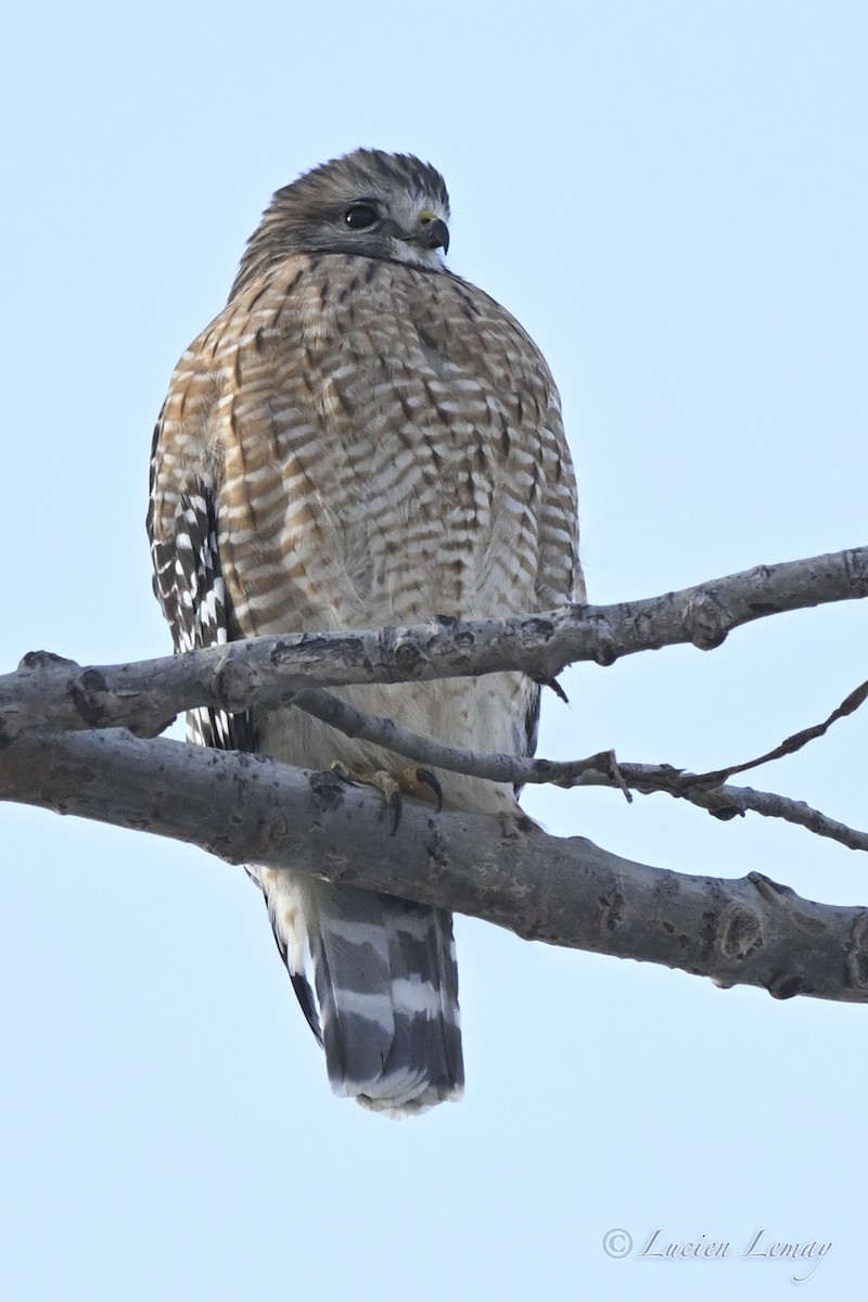 Red-shouldered Hawk - ML646443977