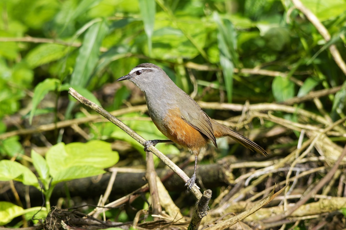 Palani Laughingthrush - ML646443978