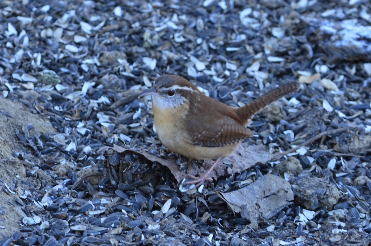Carolina Wren - ML646443980