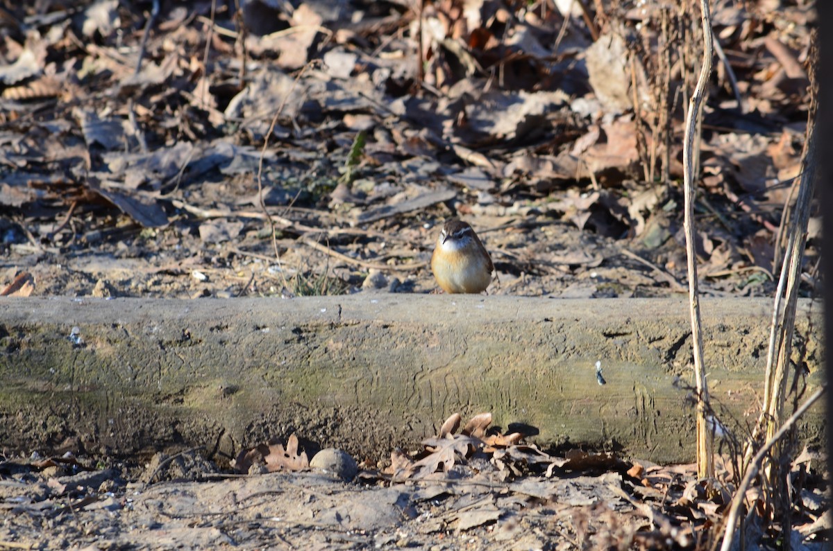 Carolina Wren - ML646443981