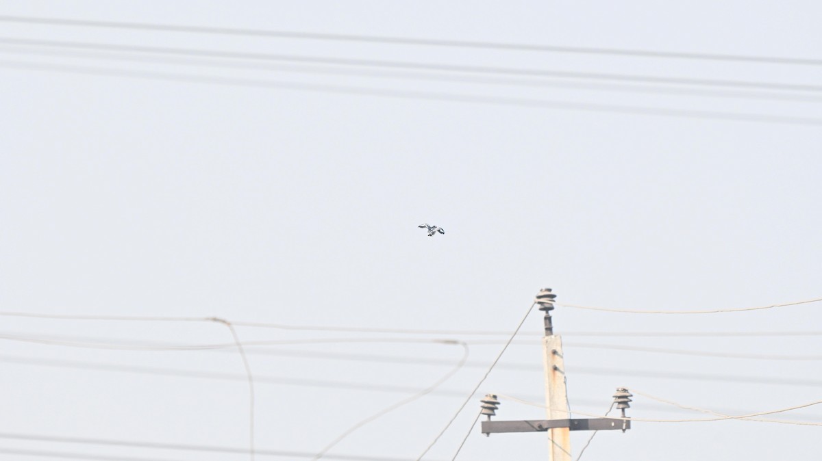 Pied Kingfisher - ML646443982