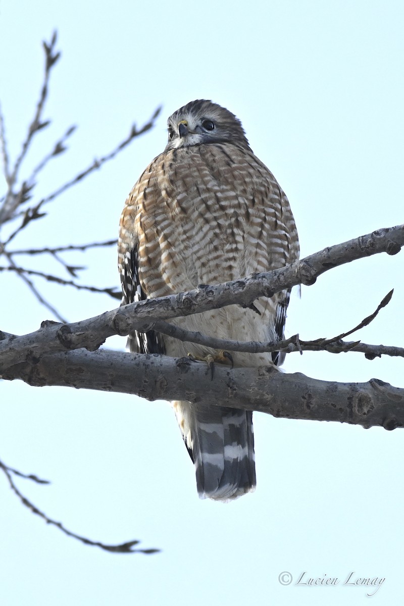 Red-shouldered Hawk - ML646443983