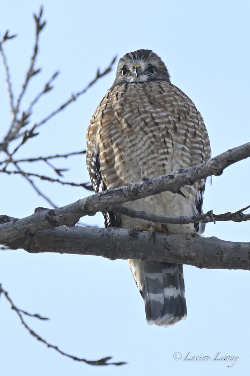 Red-shouldered Hawk - ML646443987