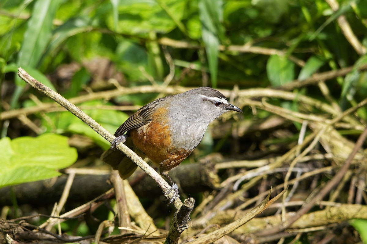 Palani Laughingthrush - ML646443990