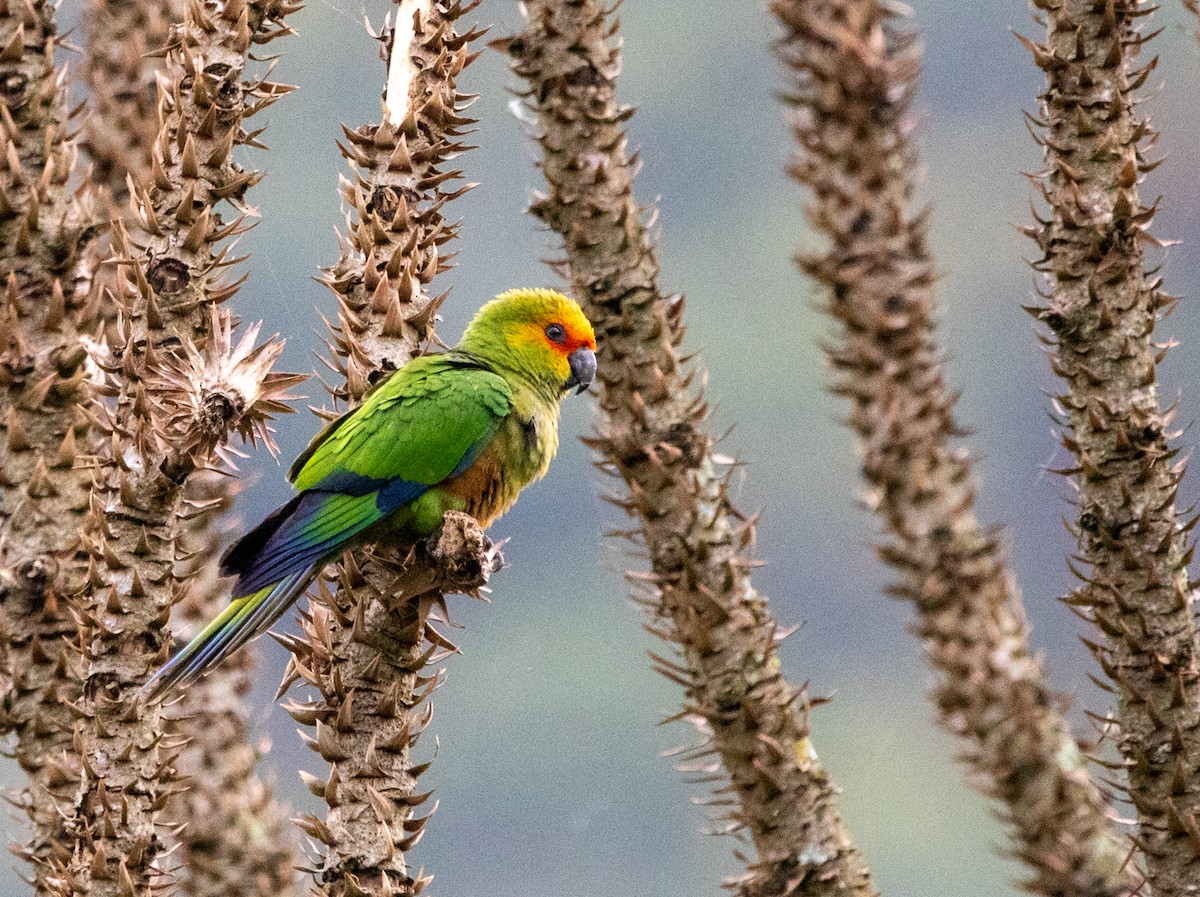 Golden-capped Parakeet - ML646443992