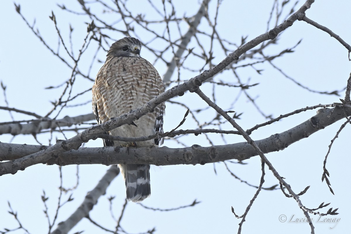 Red-shouldered Hawk - ML646443993