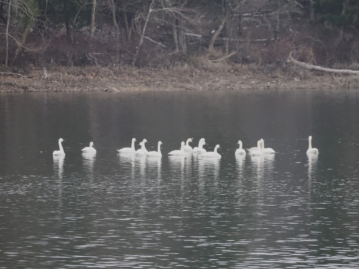 Tundra Swan - ML646443995