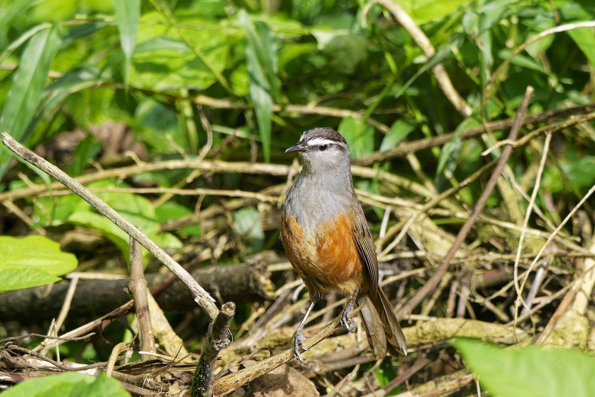 Palani Laughingthrush - ML646443996