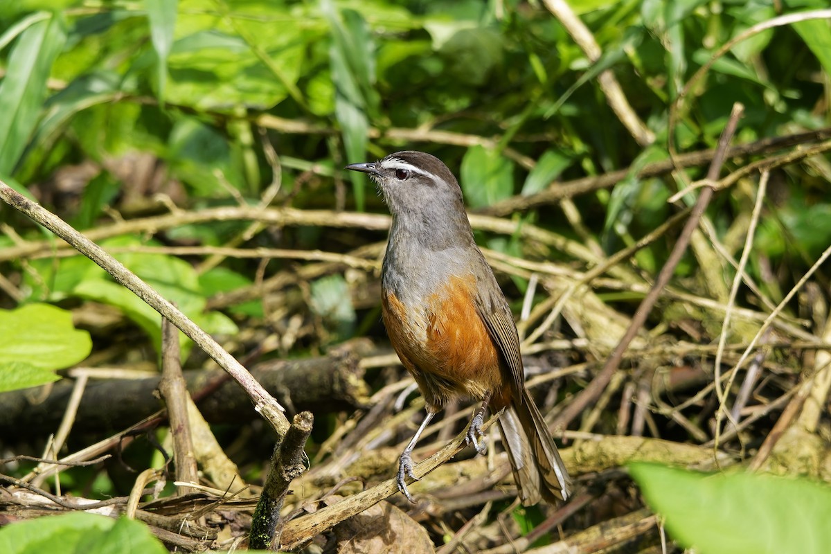 Palani Laughingthrush - ML646443997