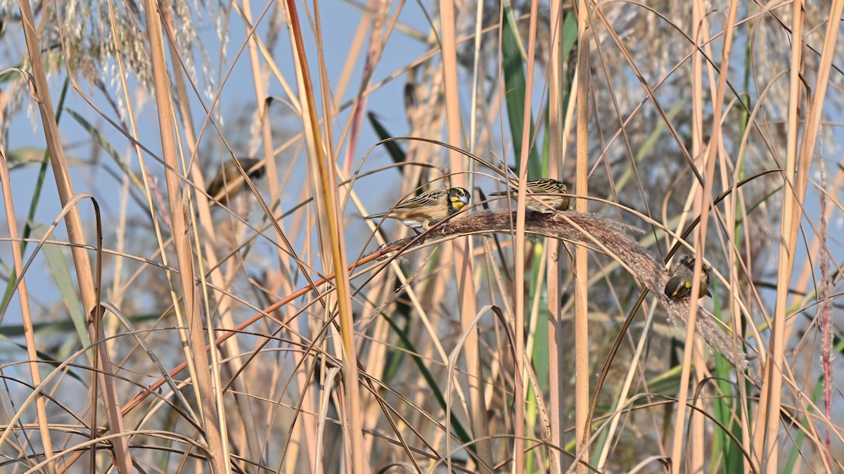 Black-breasted Weaver - ML646443998